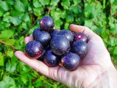 handful if Muscadine grapes