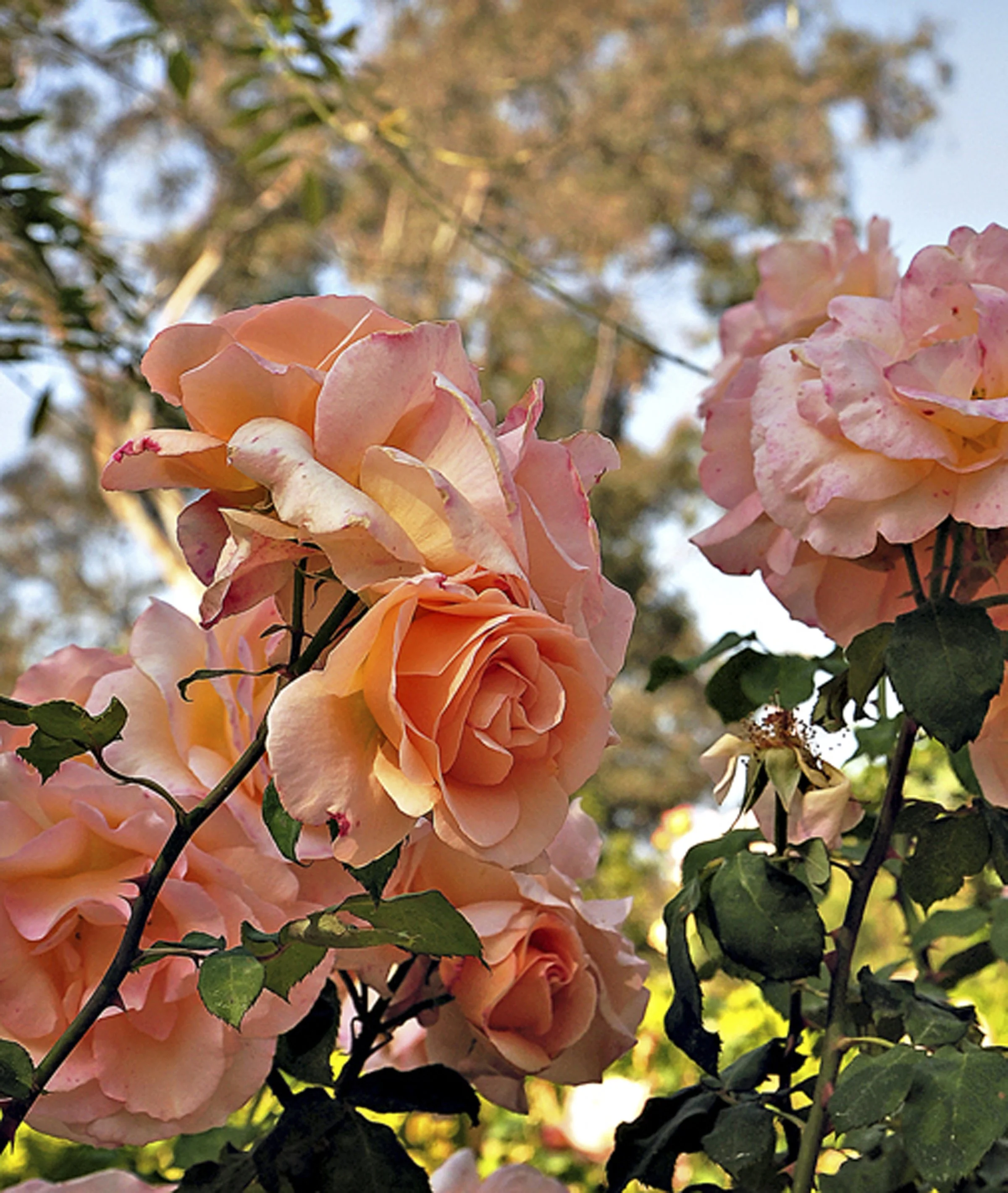 The Magic of Flowers: Why Flowers Make Us Happy By Photographer ...