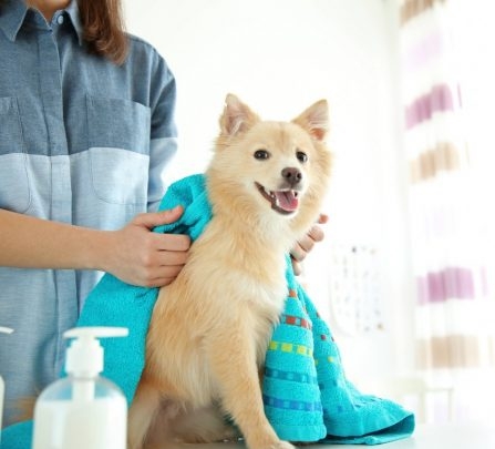 Cute-dog-at-groomer-salon-133952900-560x420.jpg