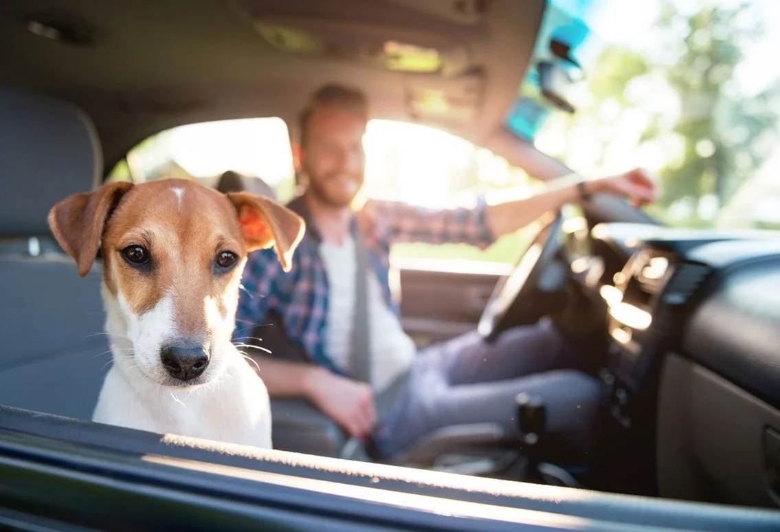 national-dog-day-new-car-smell-ftr.jpg