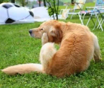 Excessive itching can be one sign of seasonal allergies in your pet. Photo by Vetstreet.com