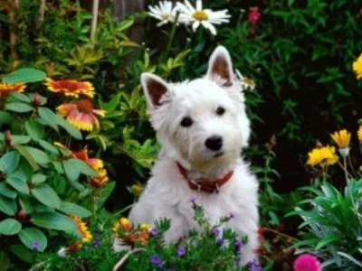 Planting your own working in a community garden with your pet is a fabulous way to celebrate love you back Earth Day. Photo by Vegetable Gardener.