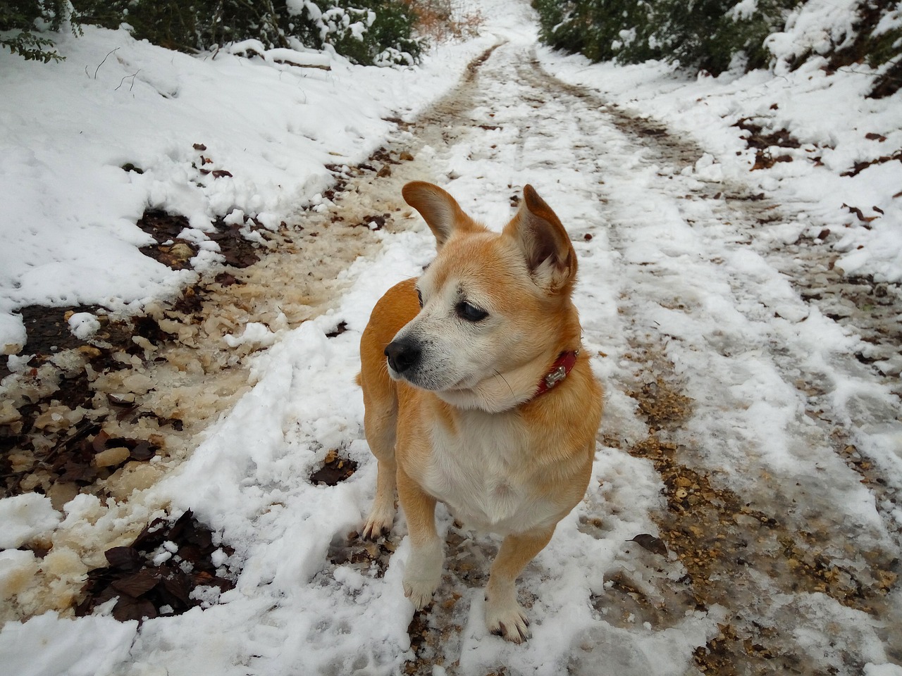 Nevado-Snow-Can-Roly-Pet-Animals-Winter-Dog-1145491.jpg