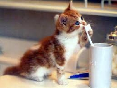 Get your pet used to having his teeth touched as prep for at-home tooth brushing.
