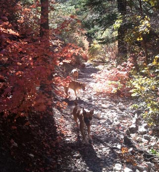 Look at these happy, energetic dogs!