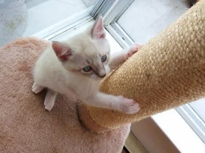 Adding a variety of surfaces, toys and more will invite your cat to explore and use their new scratching post. Photo by Animal Hearted.