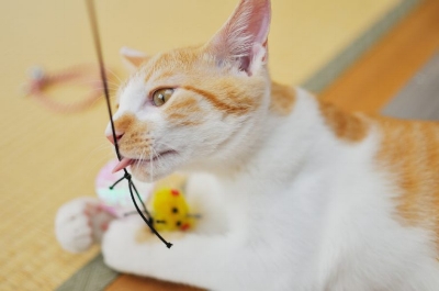 Playing with your pet helps you relax. Photo by Yoppy.