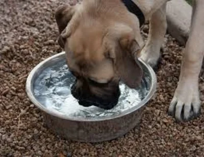 Providing clean drinking water in clean dishes helps pets stay healthy and hydrated. Photo from Discover Magazine.