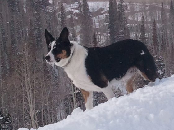 Charlie, a Merry pack mate, passed away from bloat in April 2014. Know the signs of bloat to keep your dog from developing this often fatal condition.