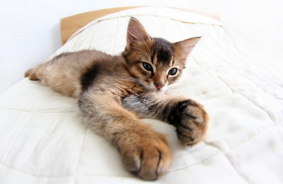 Traveling with pets is easier with pet-friendly hotels around Salt Lake City, Utah. Photo by Pet360.com.