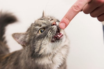 February is National Pet Dental Month, so follow these tips to keep your pet’s teeth and gums healthy.