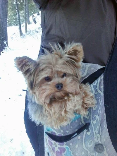 Keeping your pets warm is important to us at Merry Pets. If dogs get cold on walks or hikes, we bundle them up!