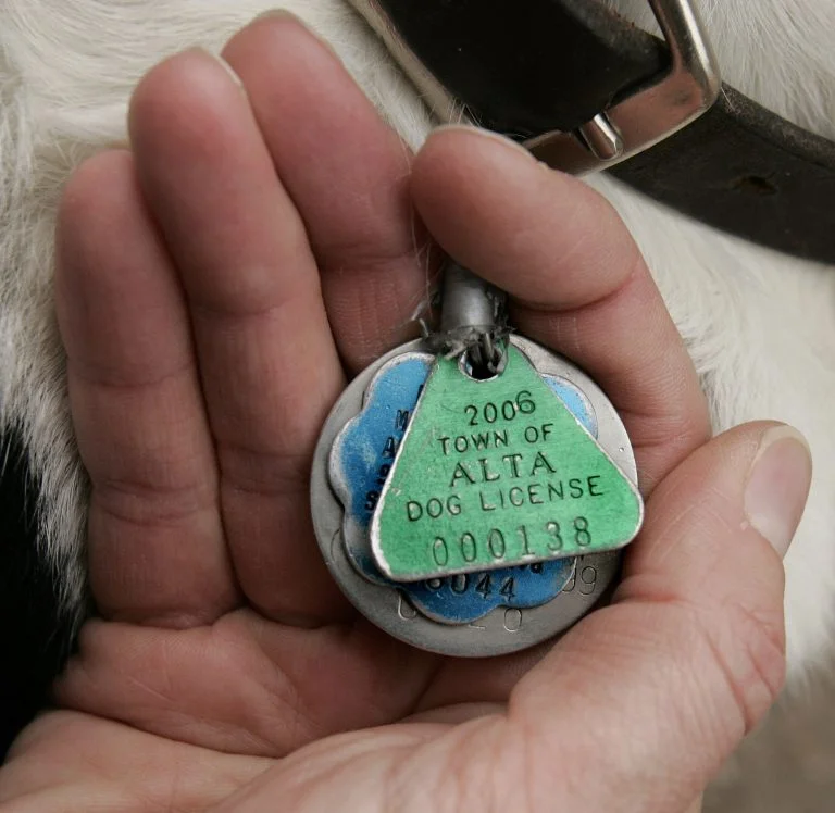 Licensing your pet helps give you peace of mind, increasing your chances of a reunion should he/she become lost. Photo courtesy of MLife.