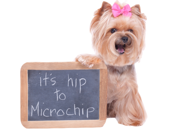 Microchipping your pet increases your chance or reuniting with him/her more than 200% than licensing alone. Photo courtesy of Cherry Ridge Veterinary Clinic.