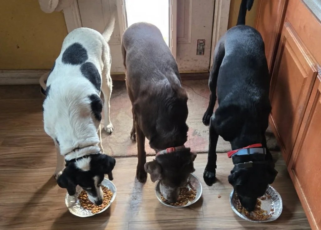 Opie, Penny, and Achilles