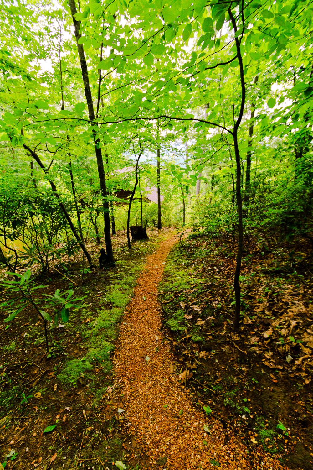 Trail at Tao Mountain Sanctuary