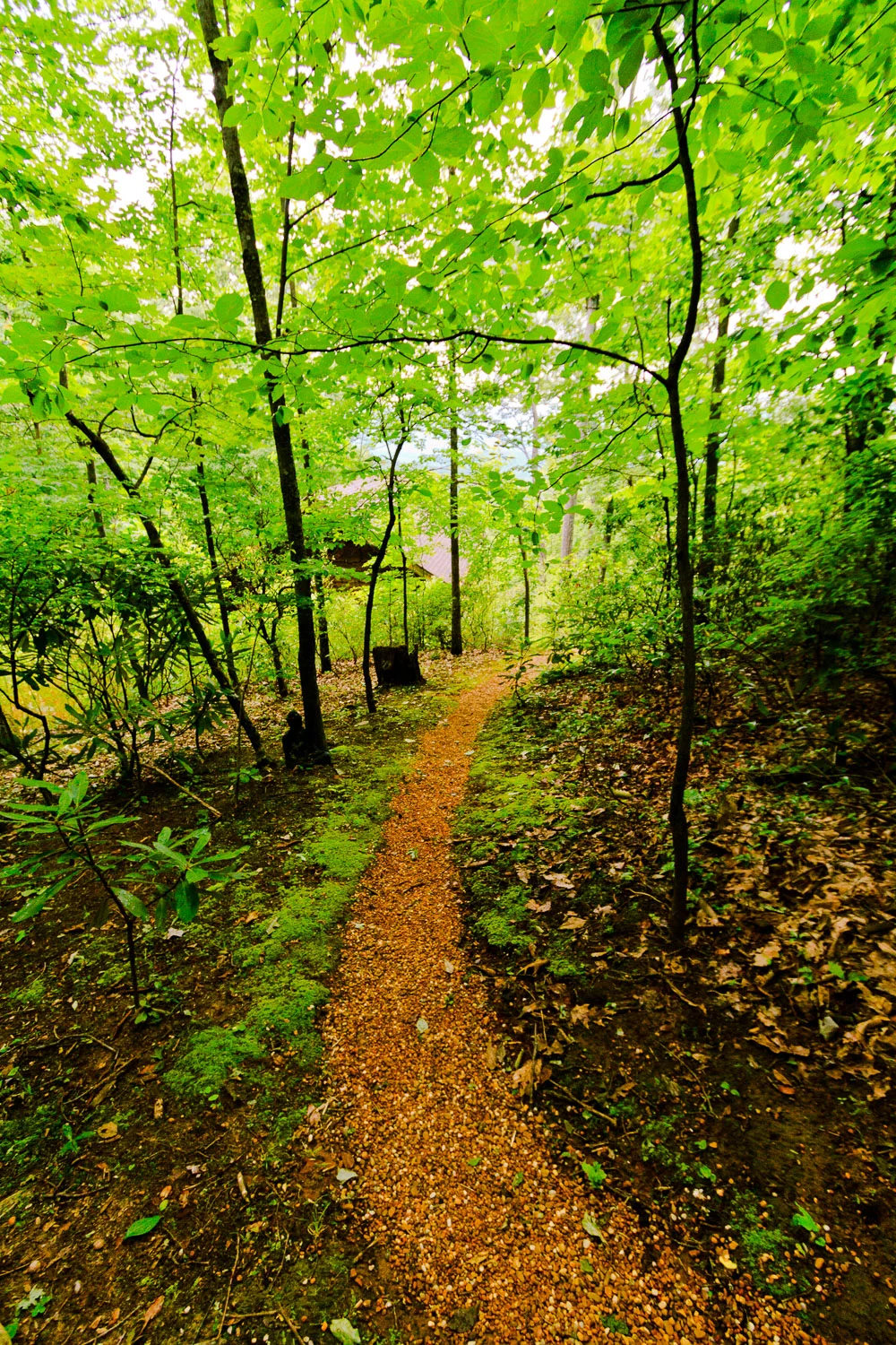Trail at Tao Mountain Sanctuary