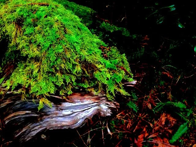 Hong | Miller | Davidovici