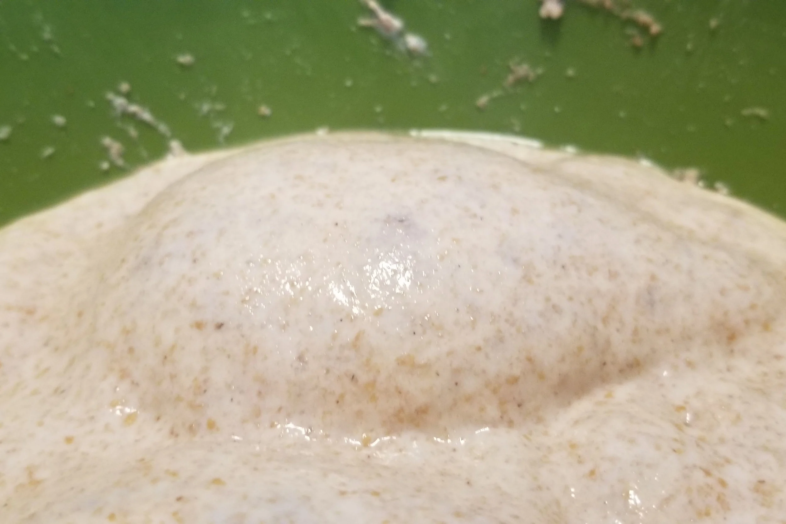 Giant Levain Bubble