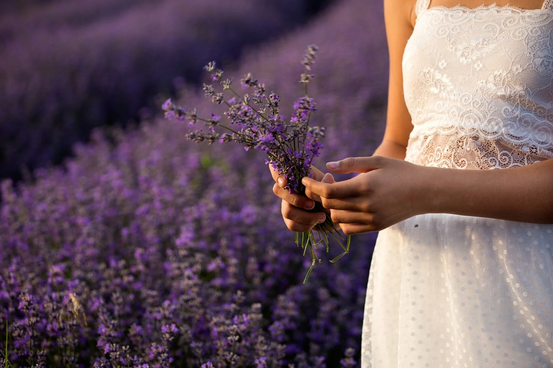 lavender-3576132_1920.jpg