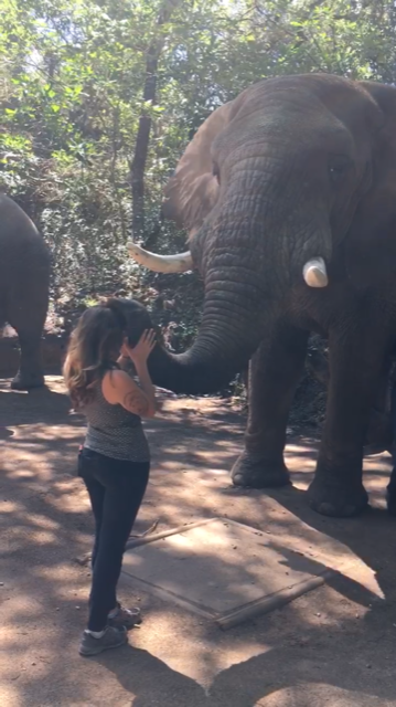 Saving the South African Elephants - An Animal Communication Journey