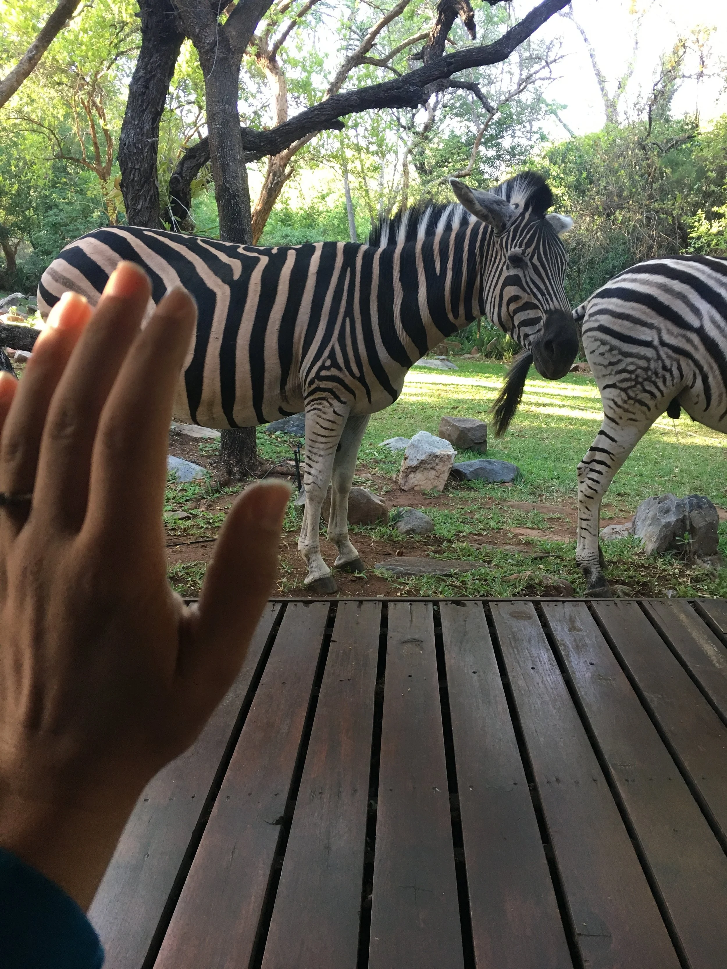 When a Pregnant Zebra Approaches...