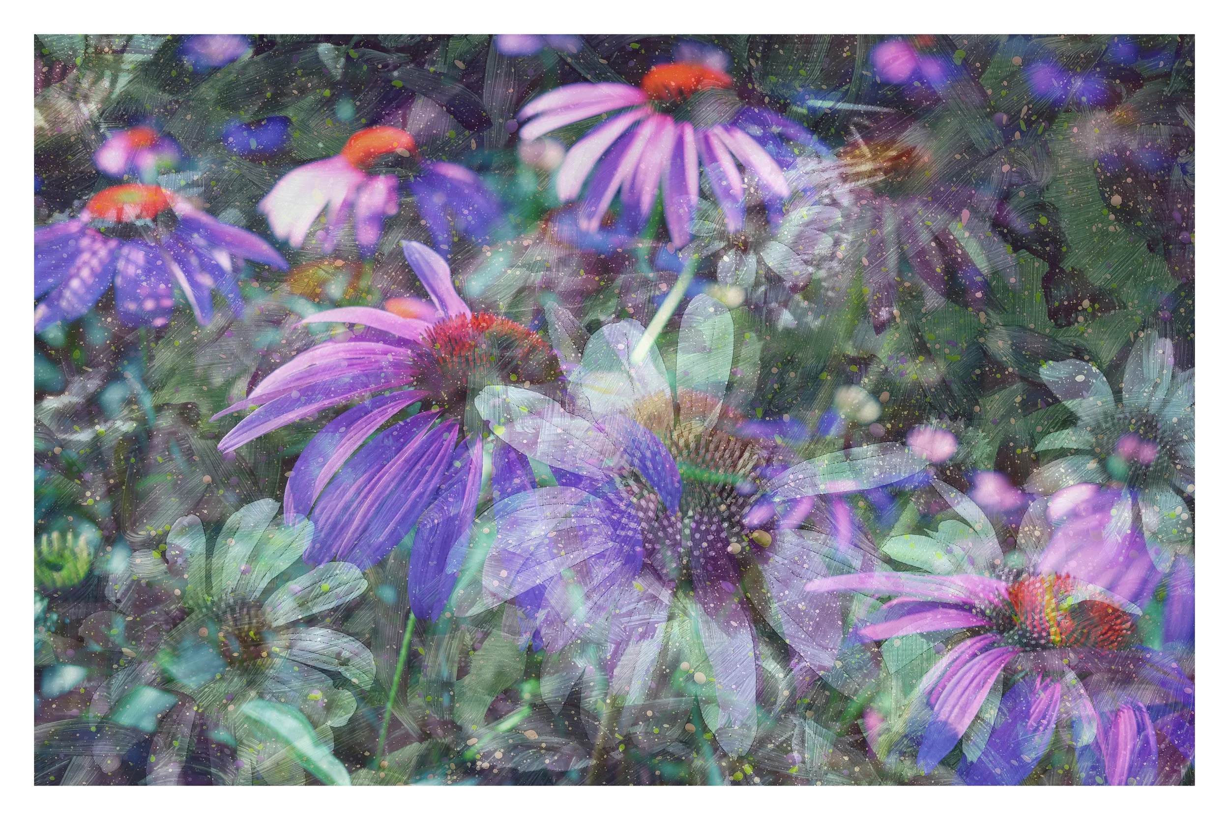 Fading Coneflowers