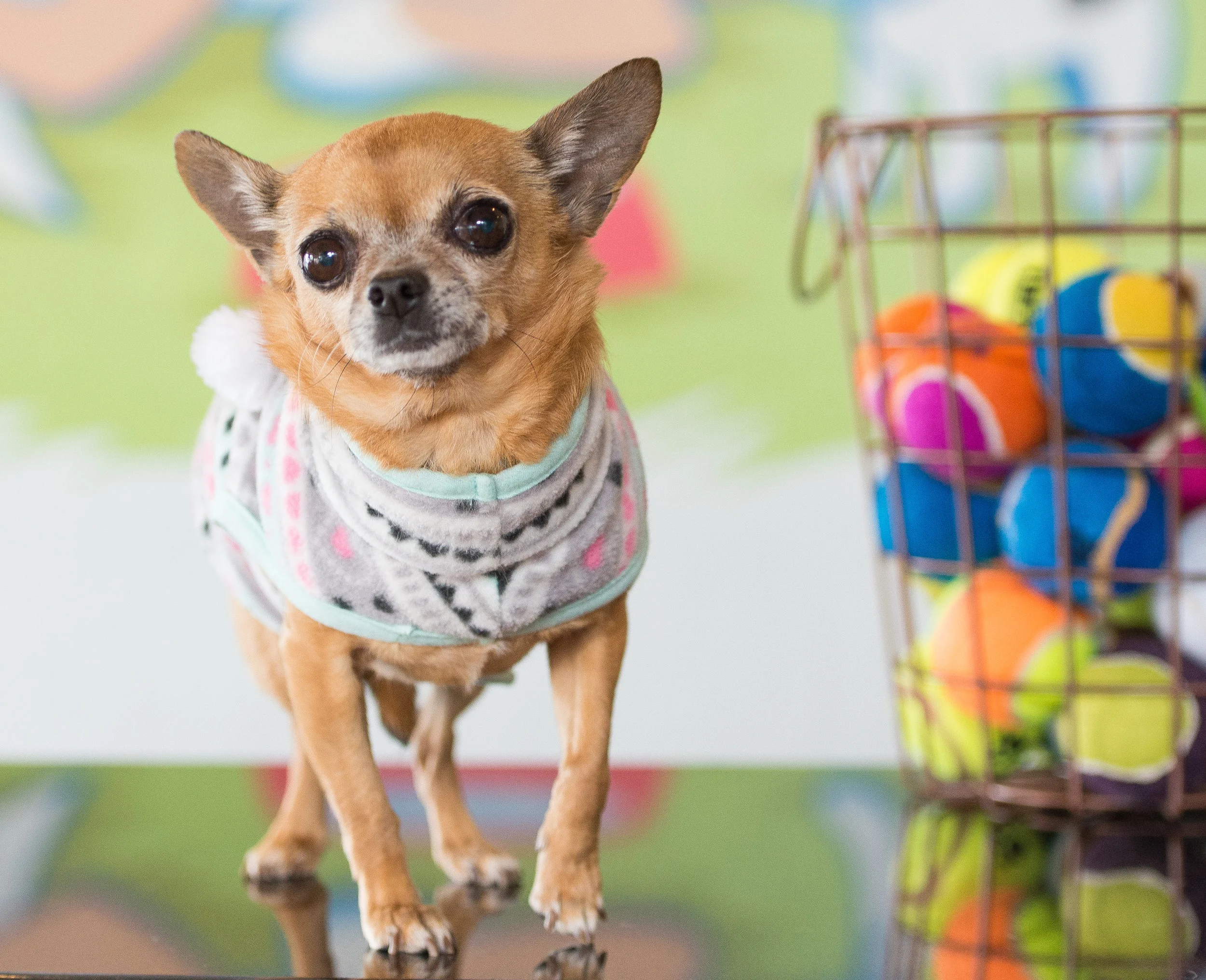 It was a Hard-knock Life Until SVPP Rescued Me