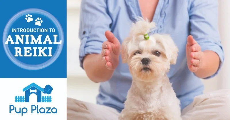 Introduction to Animal Reiki