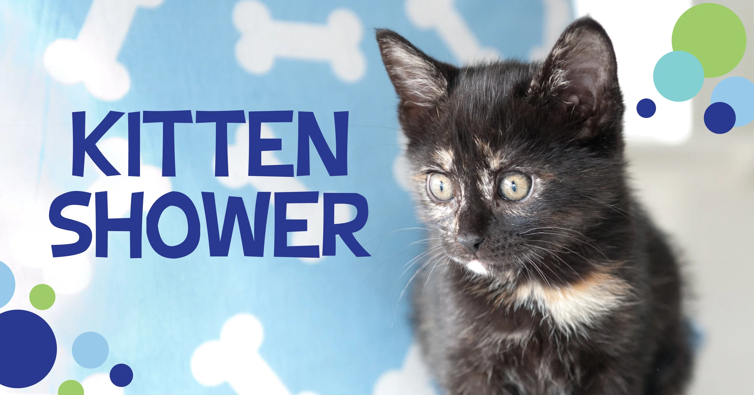 Kitten Shower at Pup Plaza