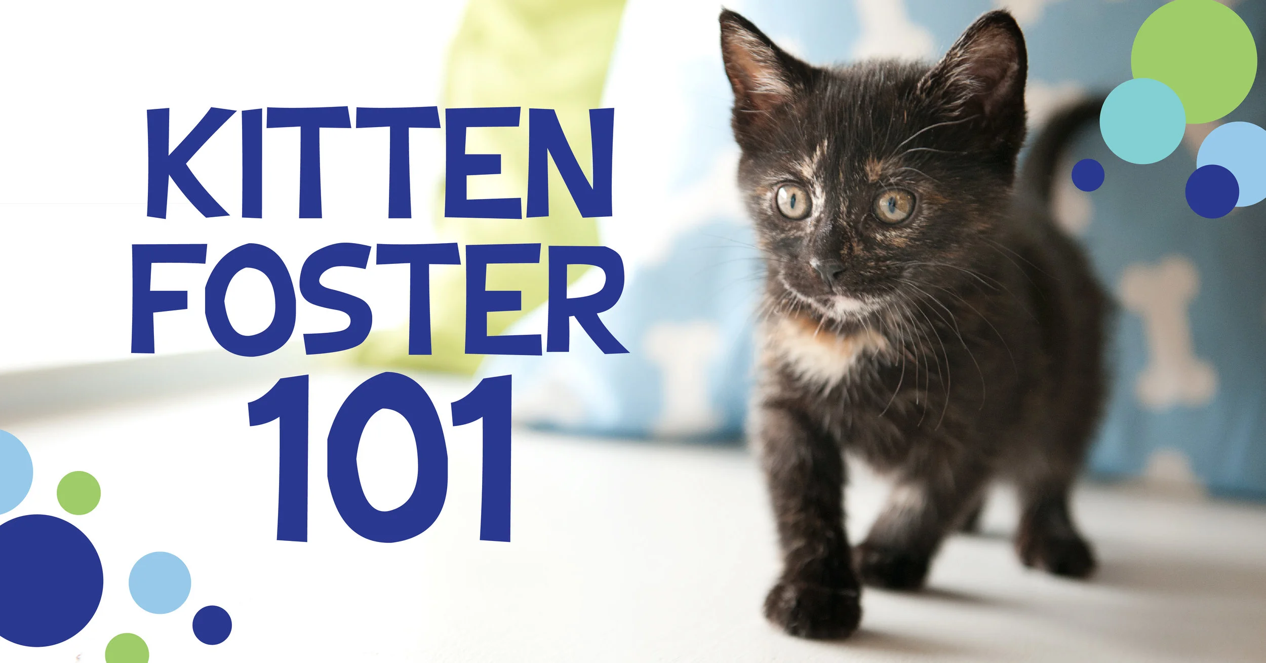 Kitten Foster 101 at Pup Plaza