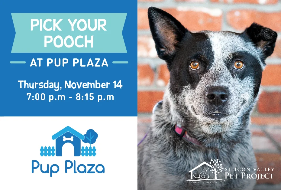 Pick Your Pooch