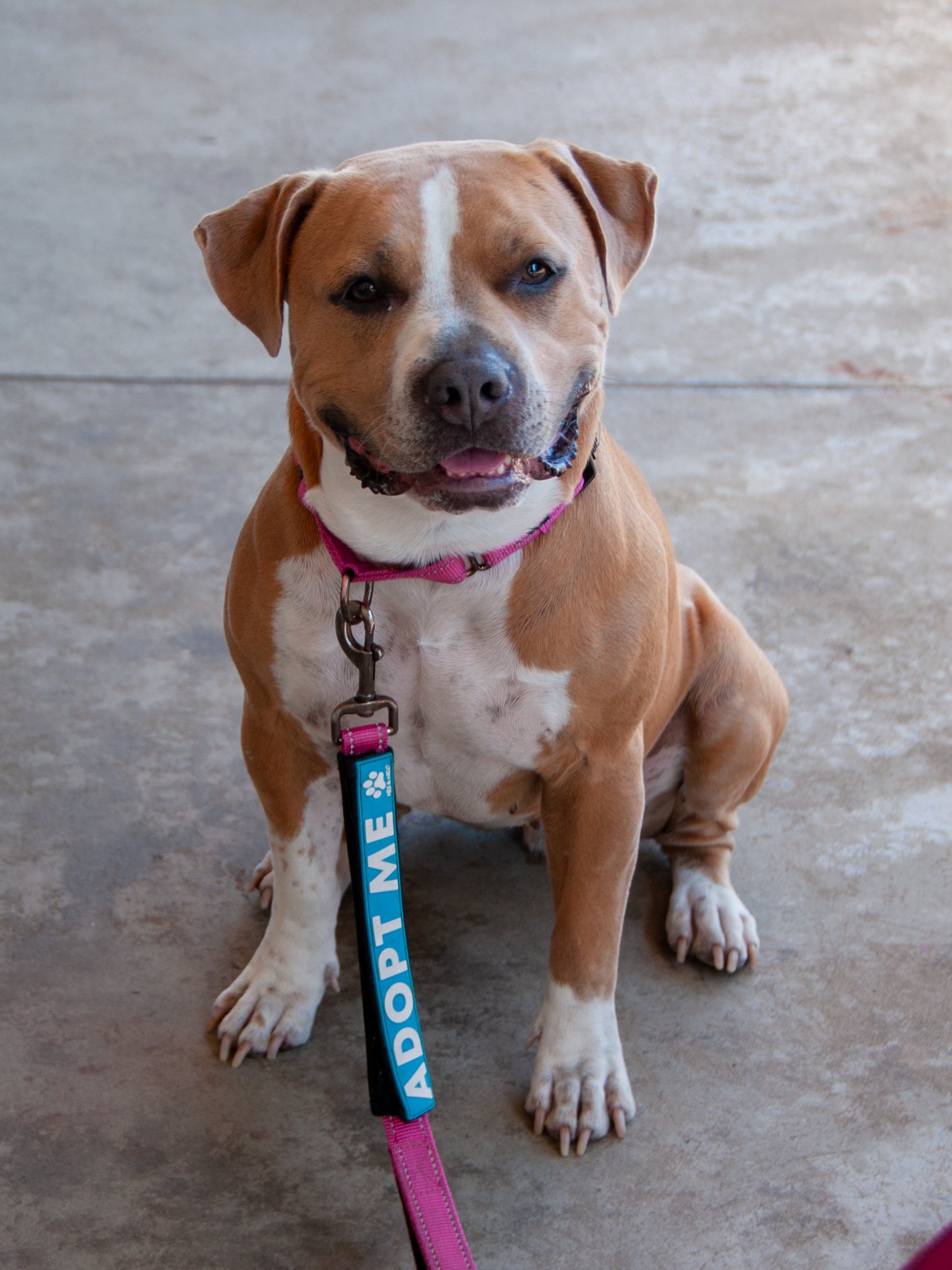 Adopt Nilla Bean the Wiggle Machine
