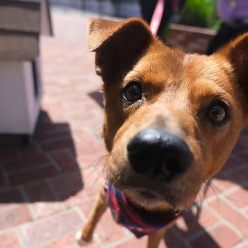 Dog of the month - Walter