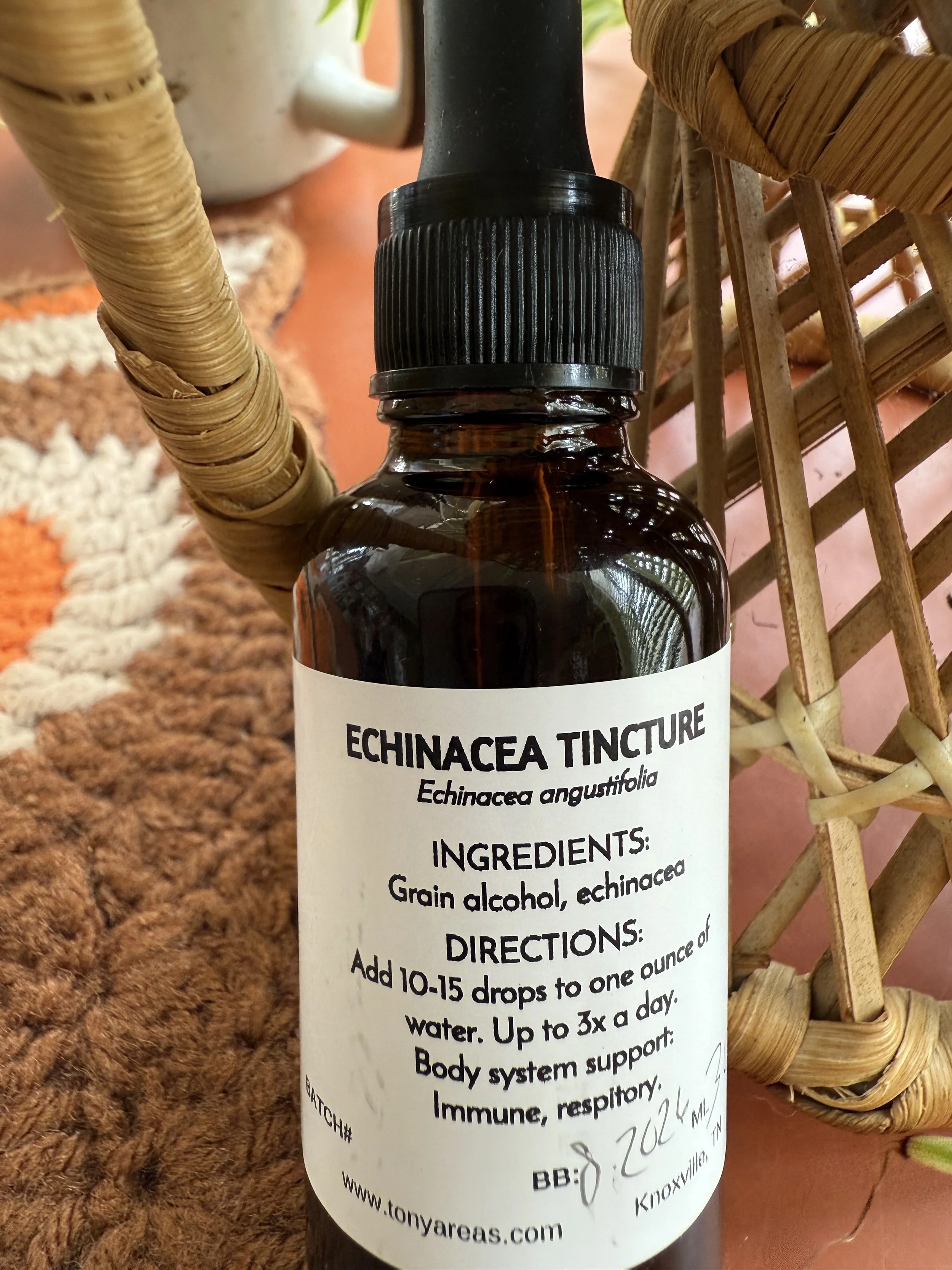 echinacea .jpg