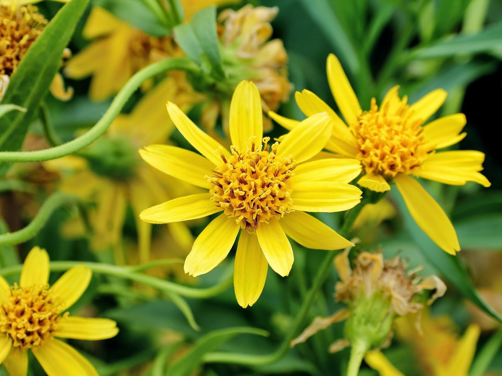 Arnica Gel Add-On