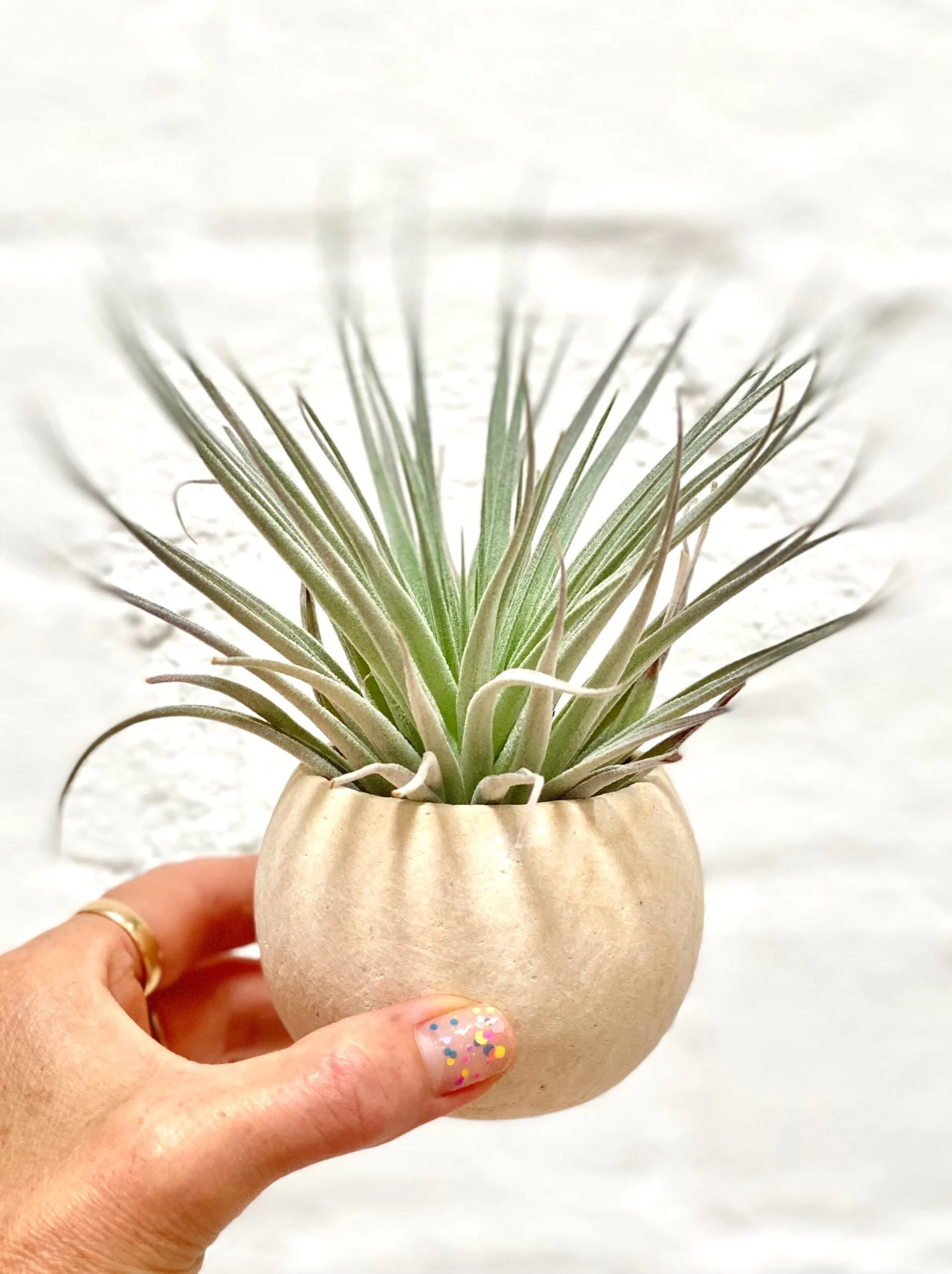 AIR PLANT