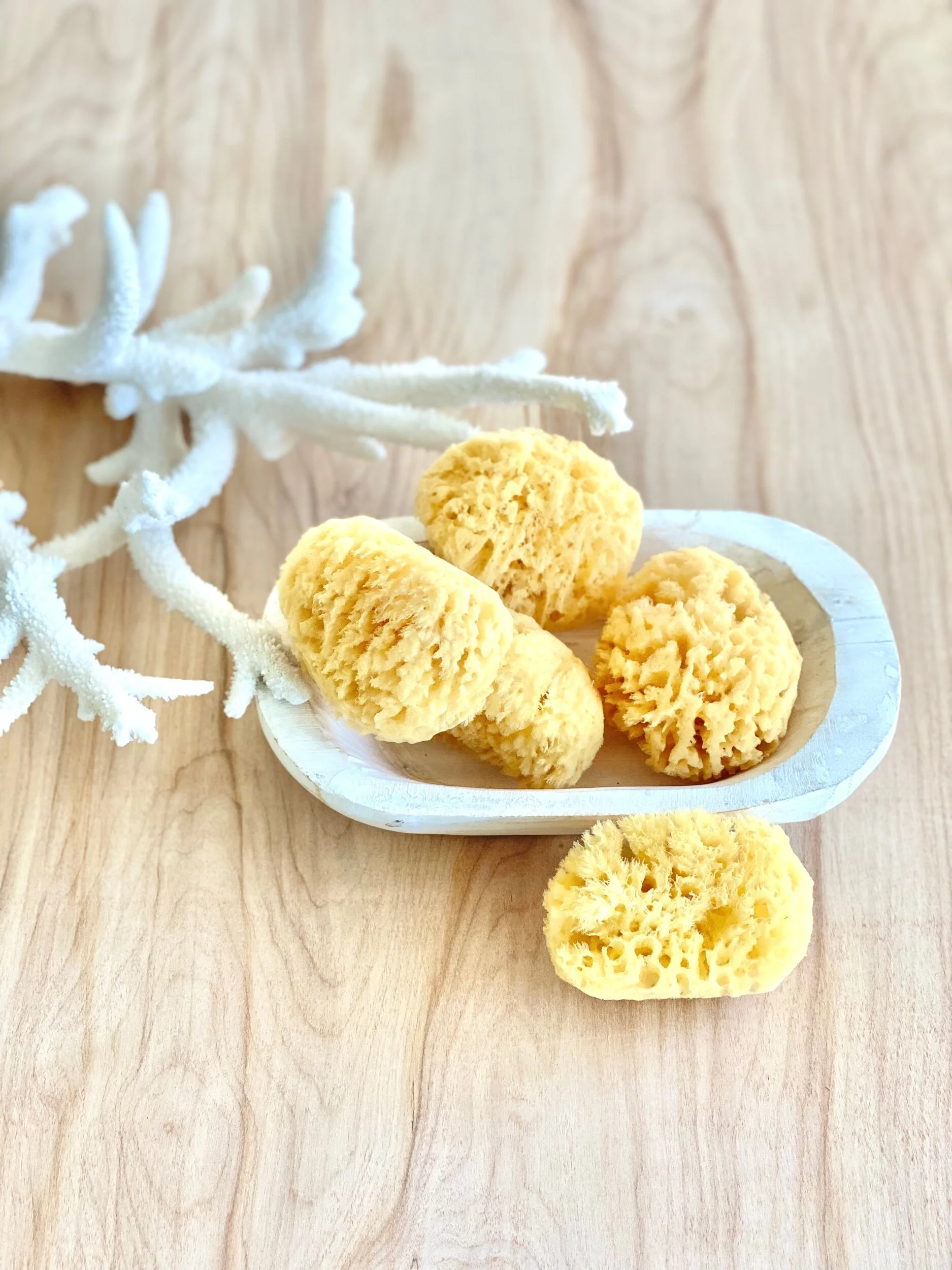 SEA SPONGE