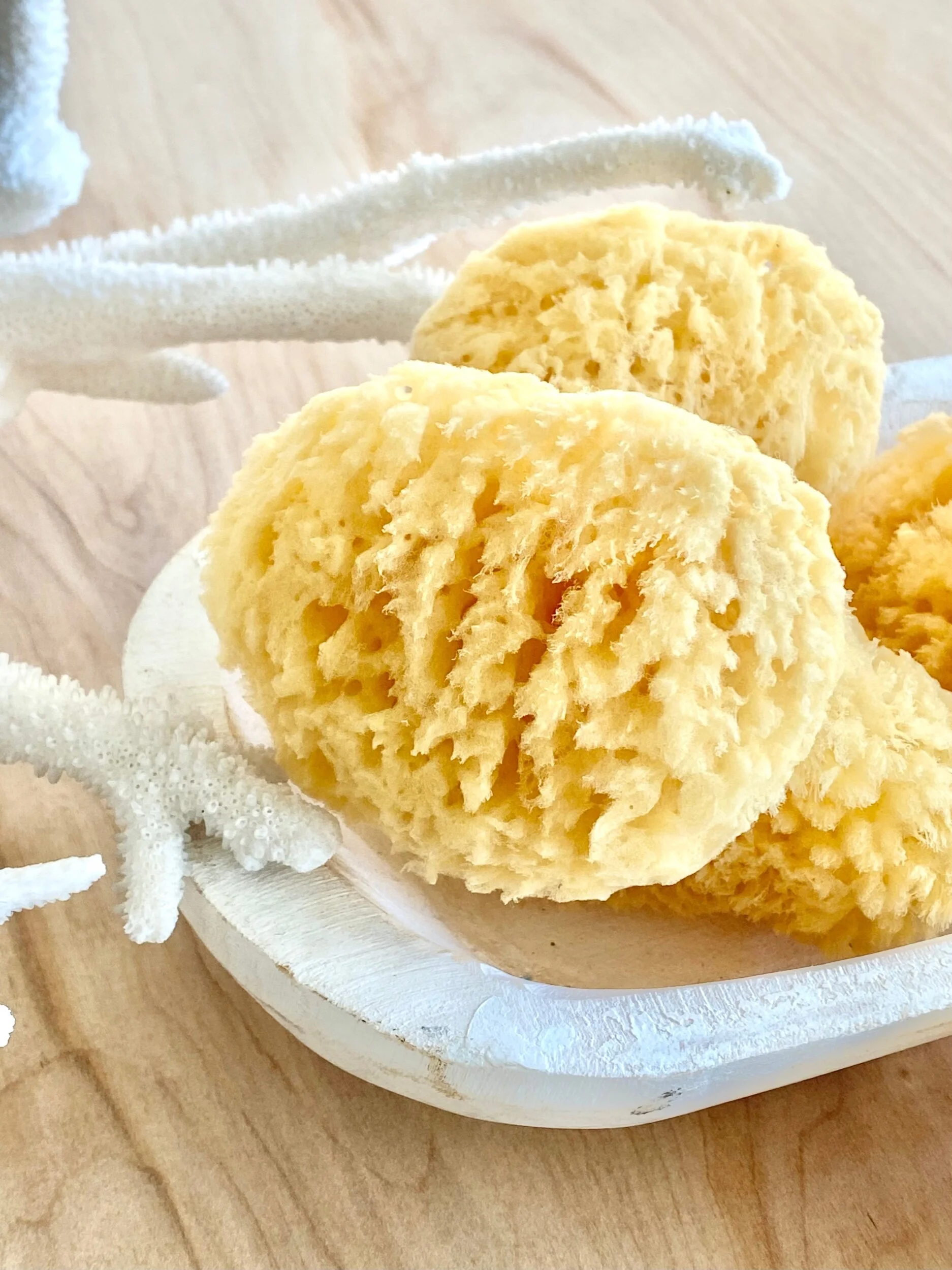 SEA SPONGE