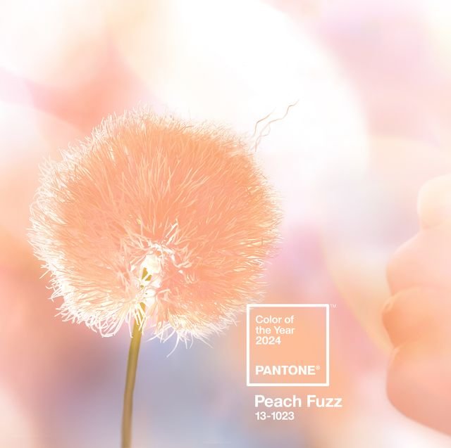 peach-fuzz-pantone-colour-of-the-year-2024-6572f76d996c9.jpg