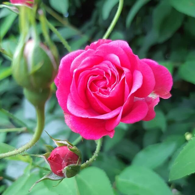 Happy Sunday Friends! 🌹Some pretty for your feed 🌹
🌹
🌹
🌹
#Boutique39Spa #chilliwackesthetician #chilliwackspa #sunday #newblooms