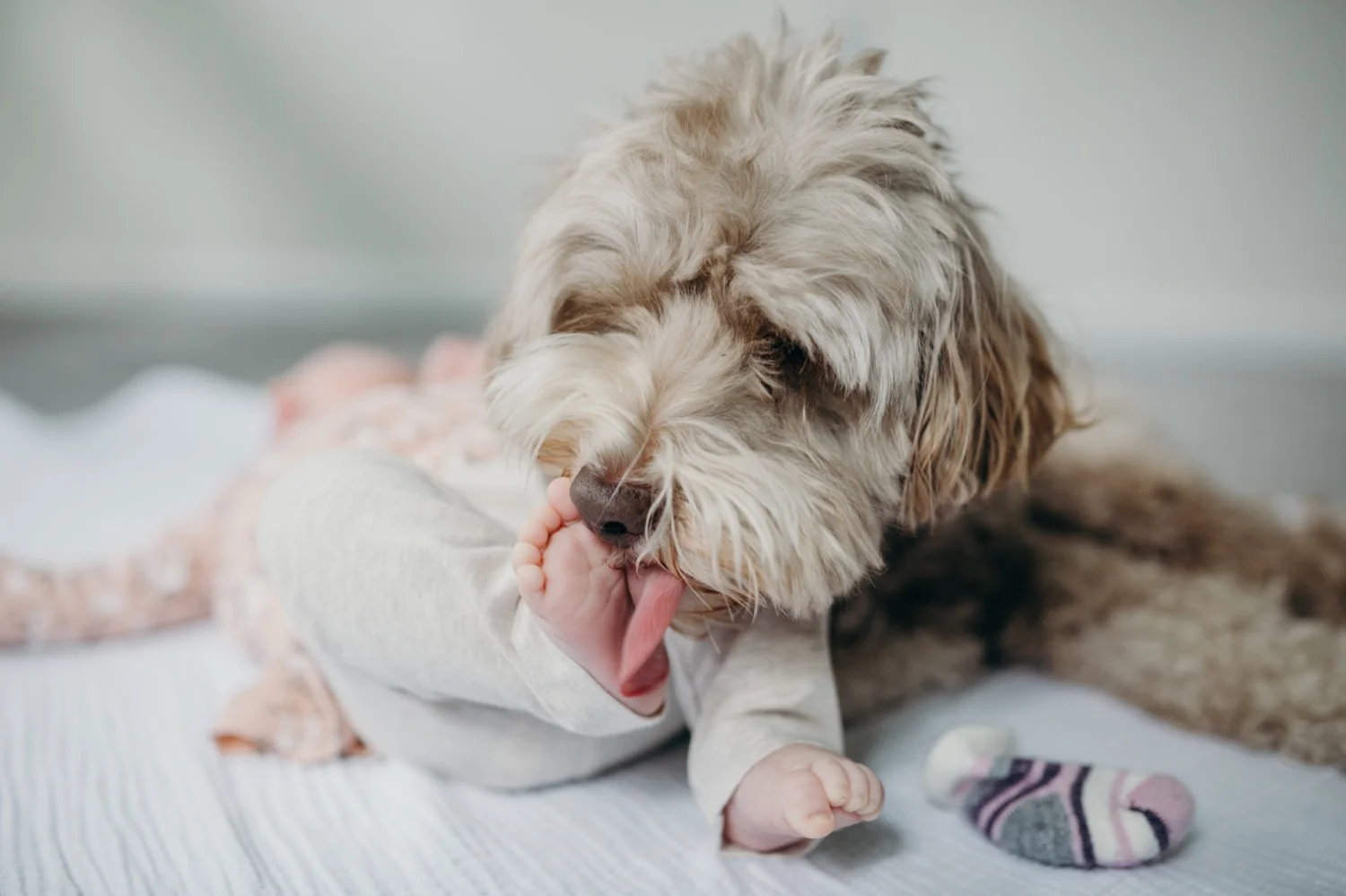 2_IMG_8139-3_newborn_dogs_babytoes.jpg