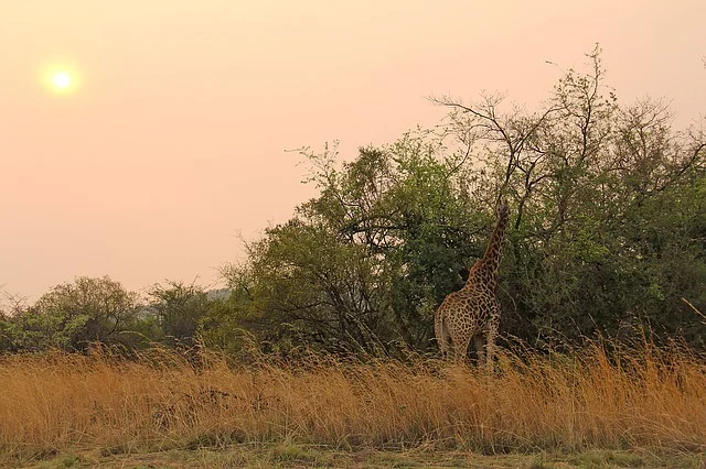 South Africa - Giraffe - Small.jpg