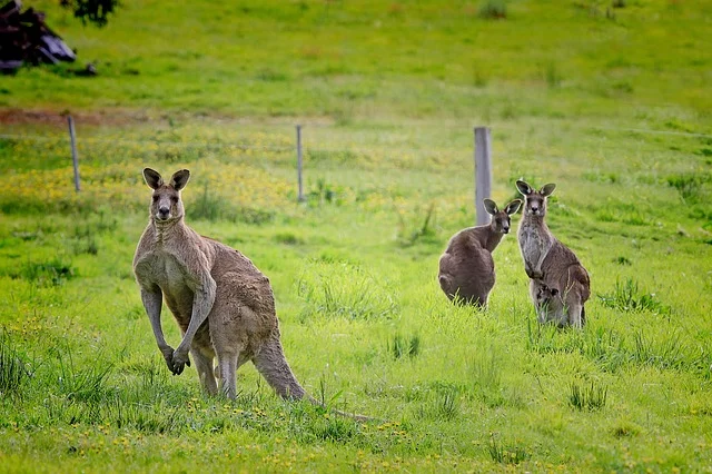 Australia - Kangaroo - Small (1).jpg