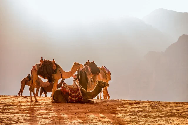 Jordan - Camels - Small.jpg