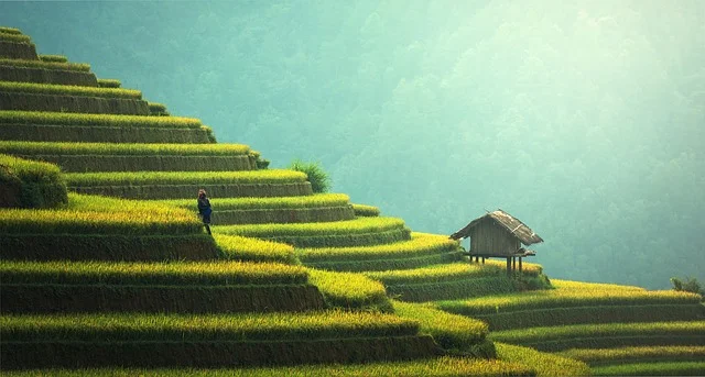 Thailand - Rice Plantation (2) - Small.jpg
