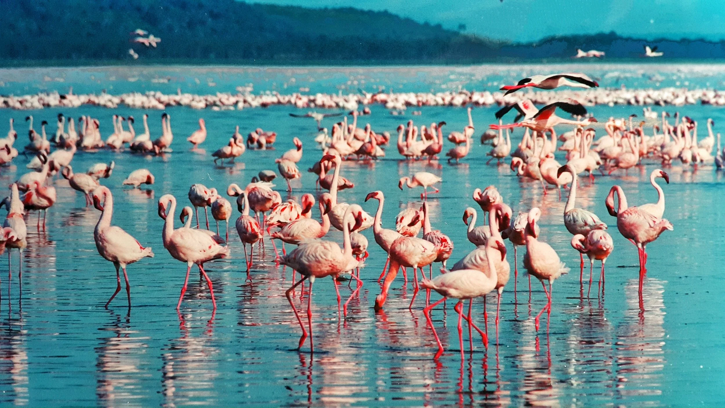 Africa - Flamingoes - XLarge.jpg