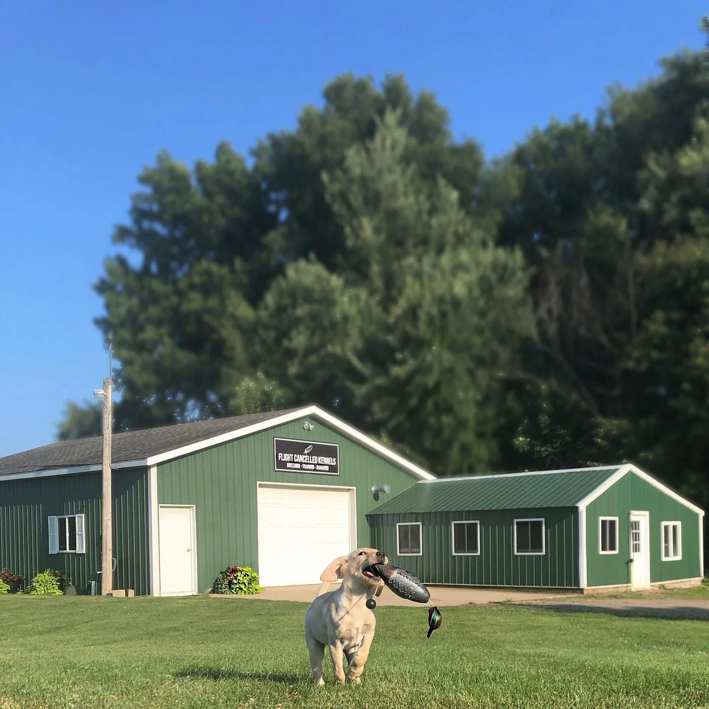 Puppies — Flight Cancelled Kennels