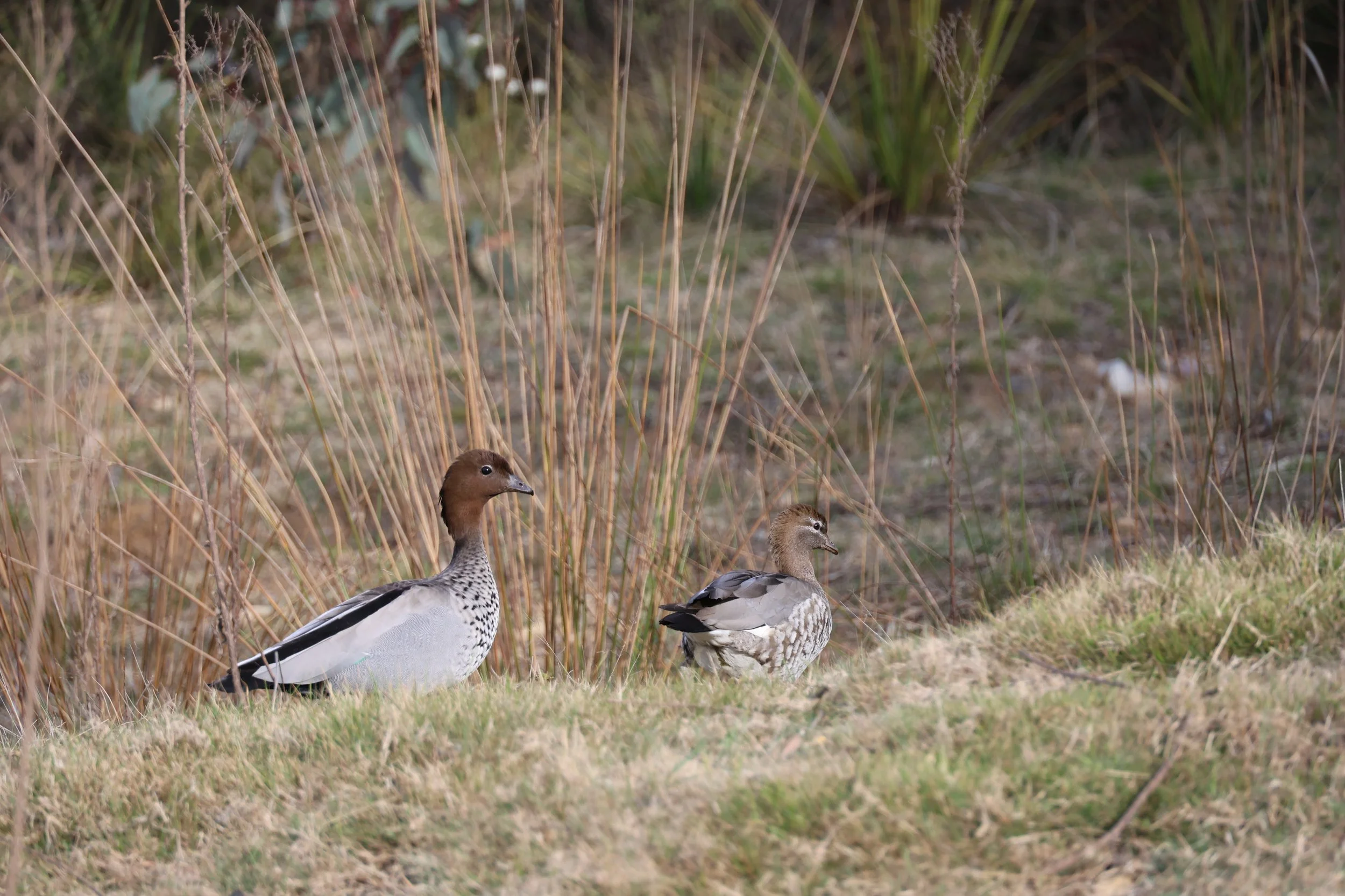 Australian wood duck in dry grass near the Glow Worm Tunnel, Blue Mountains