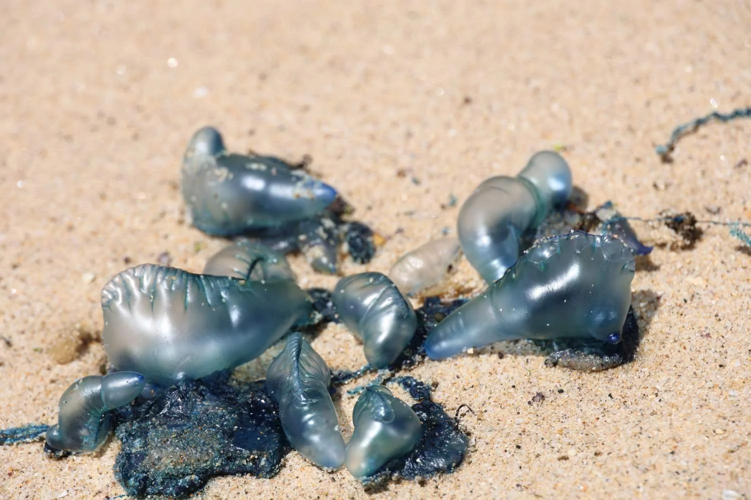 Close-up of multiple bluebottle jellyfish washed up on a Sydney beach showing blue float and tentacles